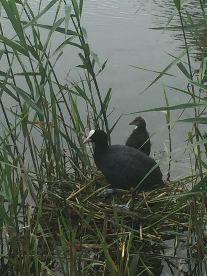 Logies De Meerkoet 布鲁日 外观 照片